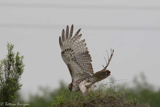 Image of Red-tailed Hawk