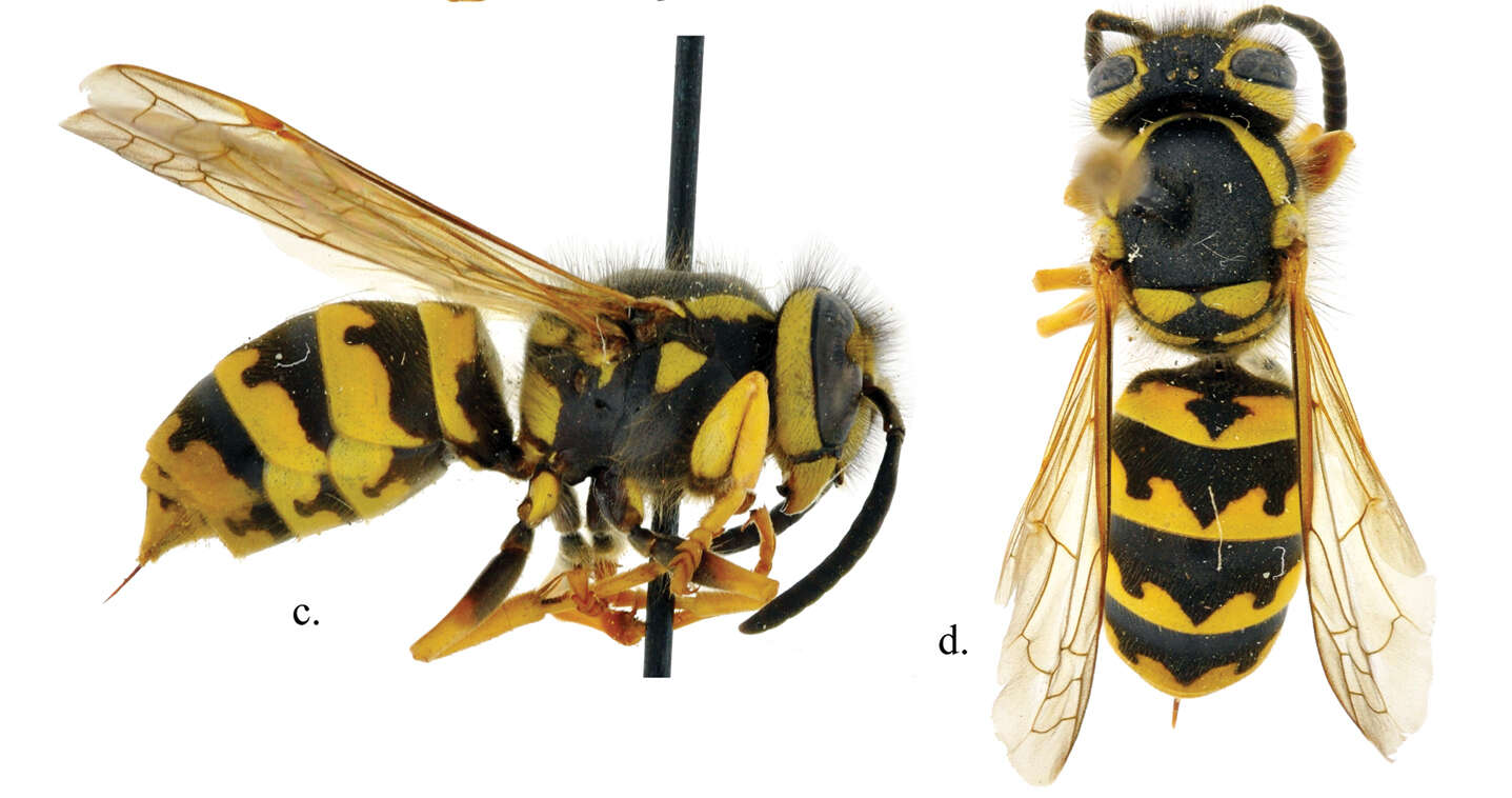 Sivun Vespula pensylvanica (de Saussure 1857) kuva