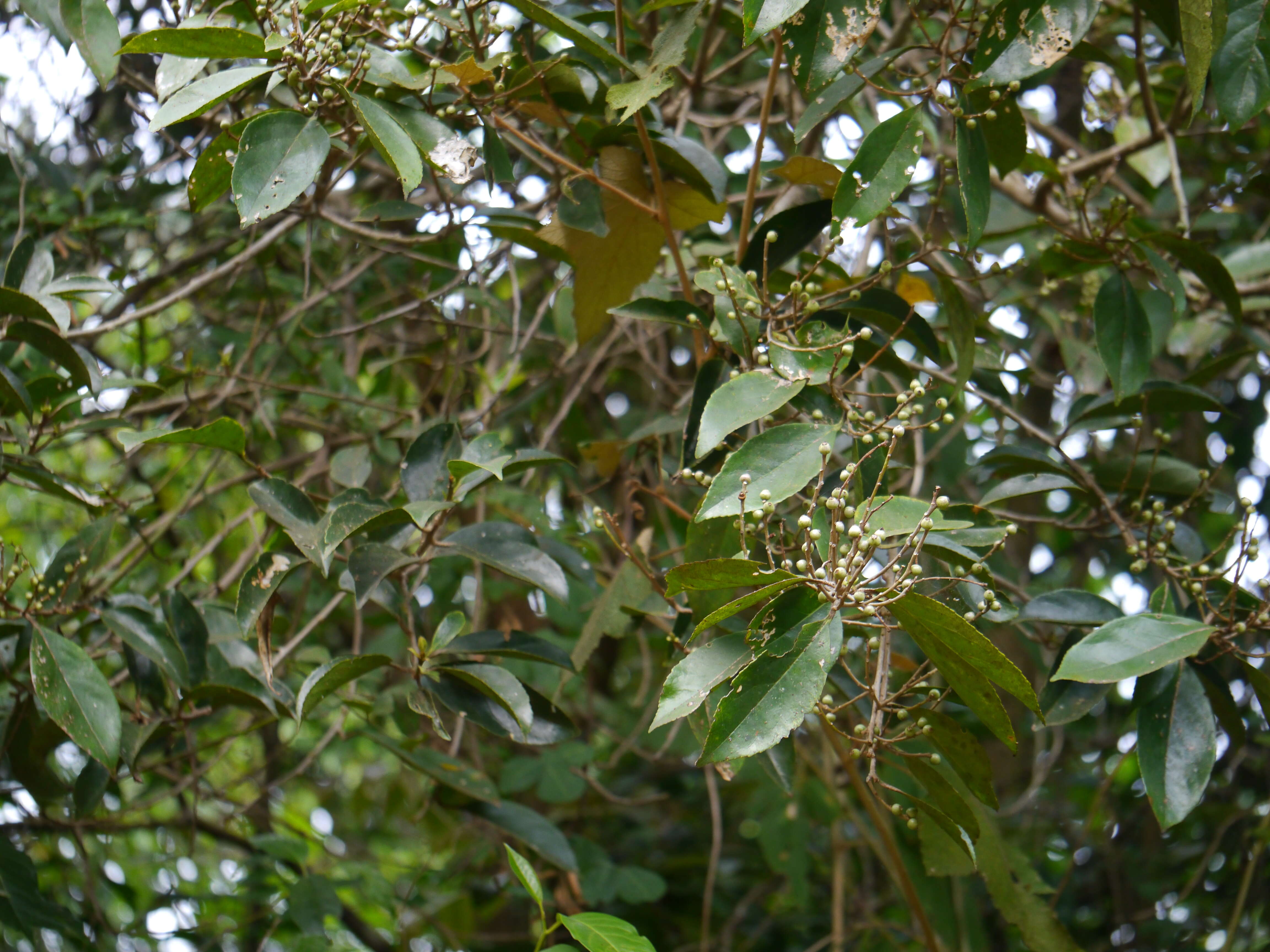 Image of Symplocos cochinchinensis (Lour.) Moore