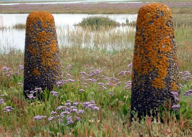 Image of Mediterranean sea lavender