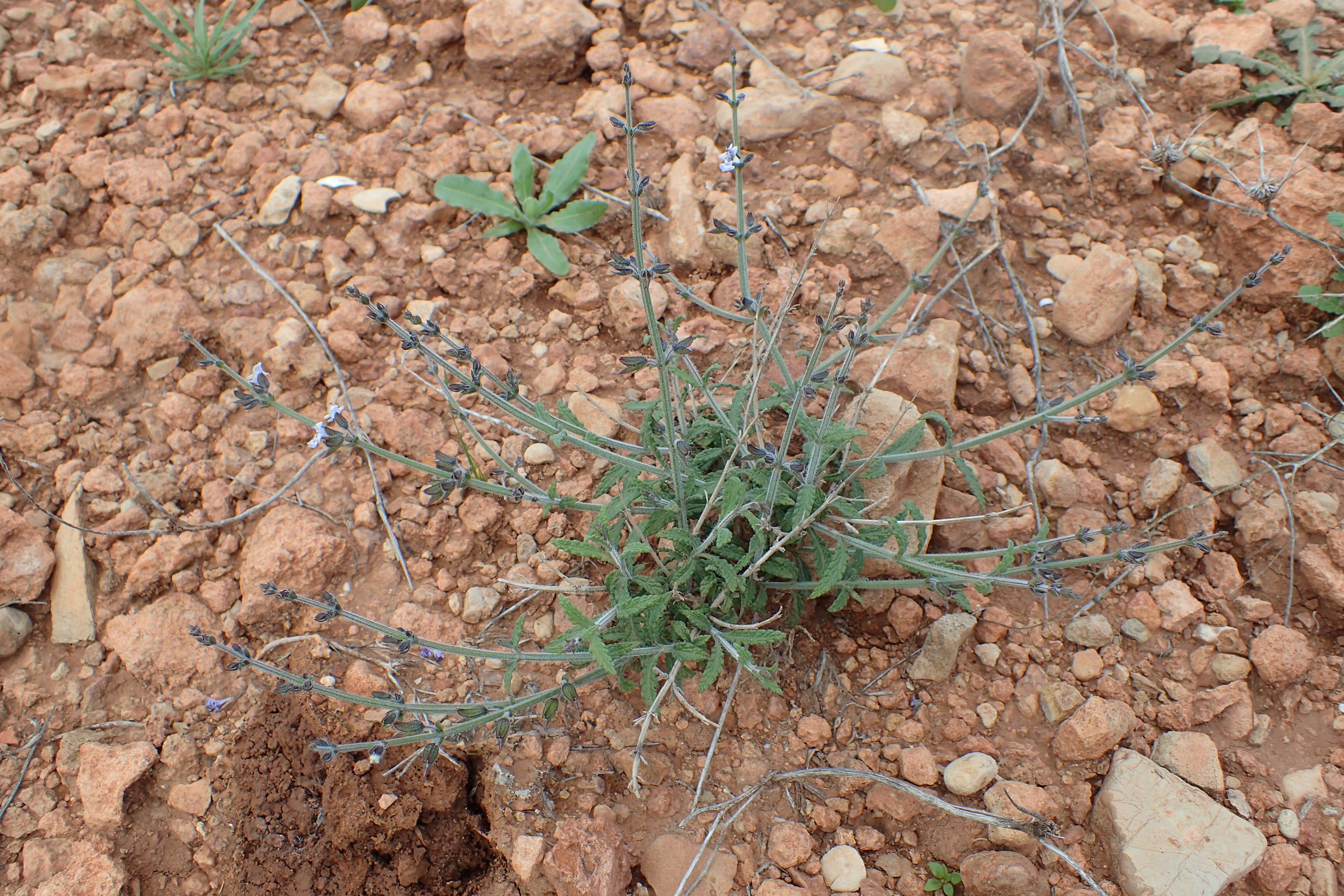 Image of Salvia spinosa subsp. spinosa