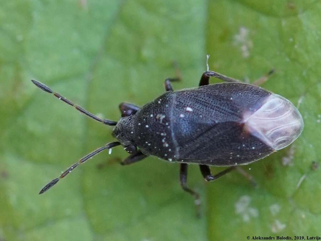 صورة Stygnocoris rusticus (Fallen & C. F. 1807)