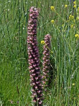 Image of Echium boissieri Steudel