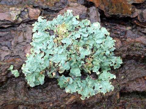 Image of Hammered shield lichen