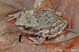 Image of Rainfrogs