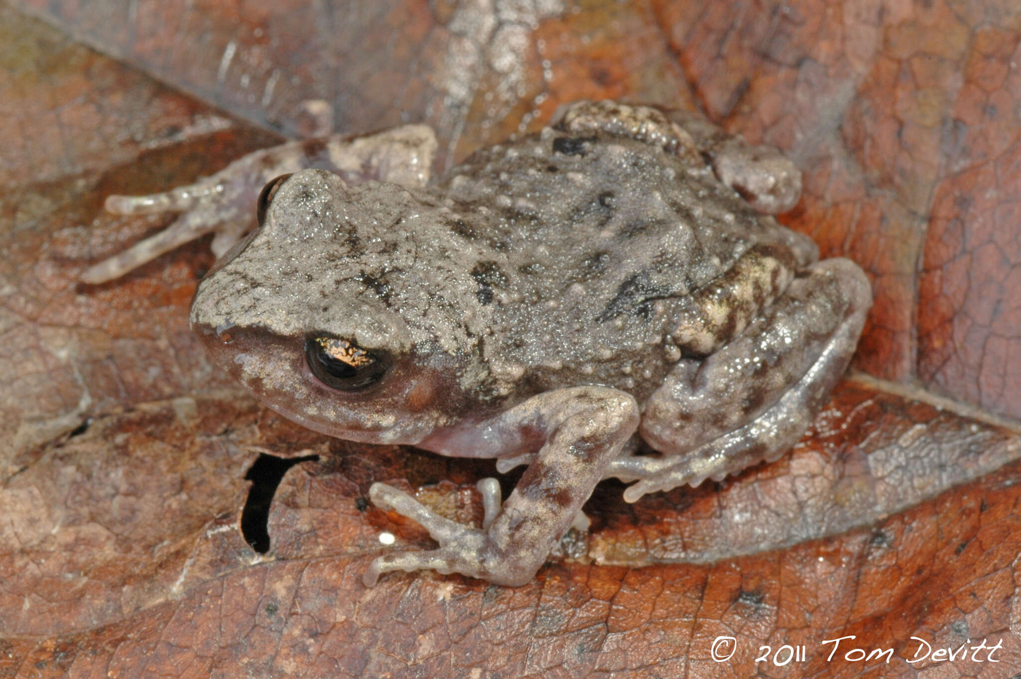 Image of Rainfrogs