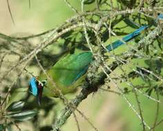 Momotus aequatorialis Gould 1858 resmi