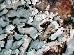 Image of Blue-gray rosette lichen