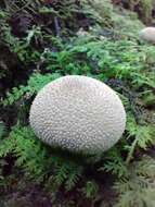 Imagem de Lycoperdon subincarnatum Peck 1872