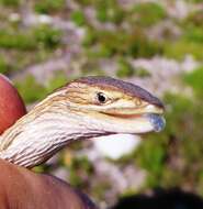 Image of Cape grass lizard