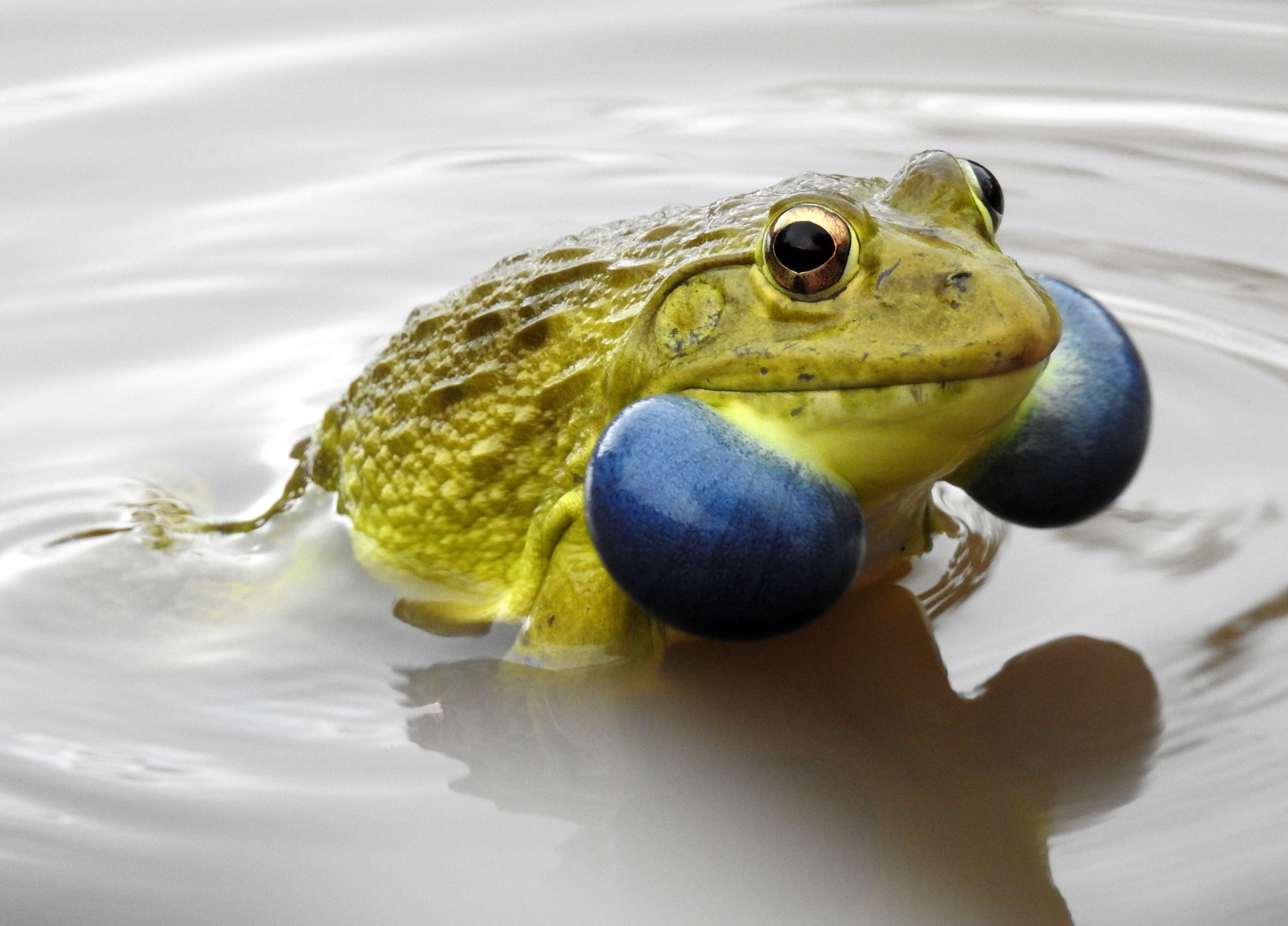 Image of Bull Frog