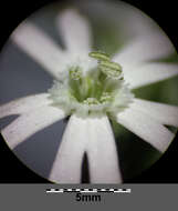 Imagem de Silene noctiflora L.