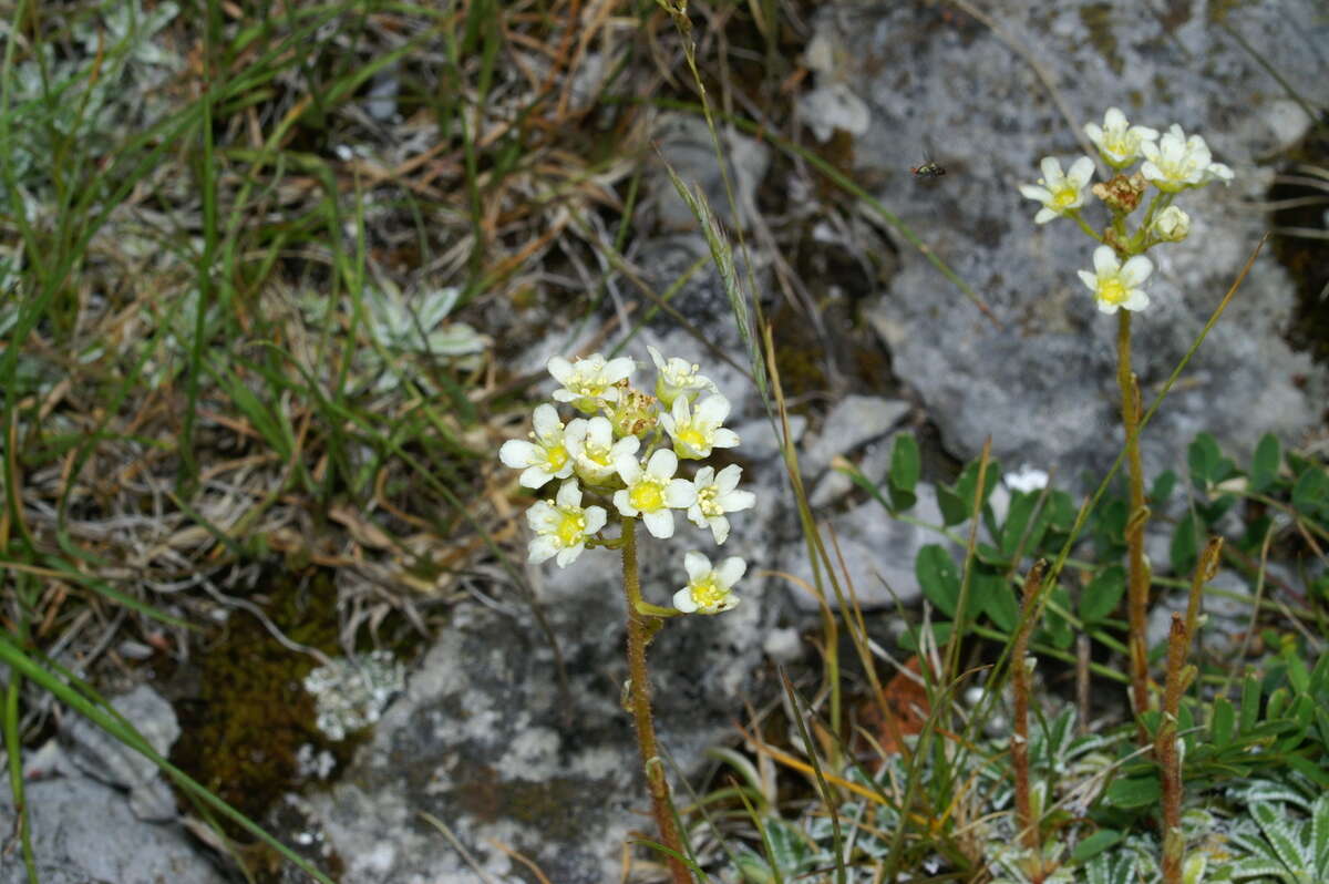 Image of Encrusted Saxifrage