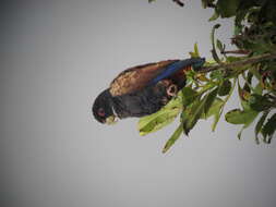 Image of Bronze-winged Parrot