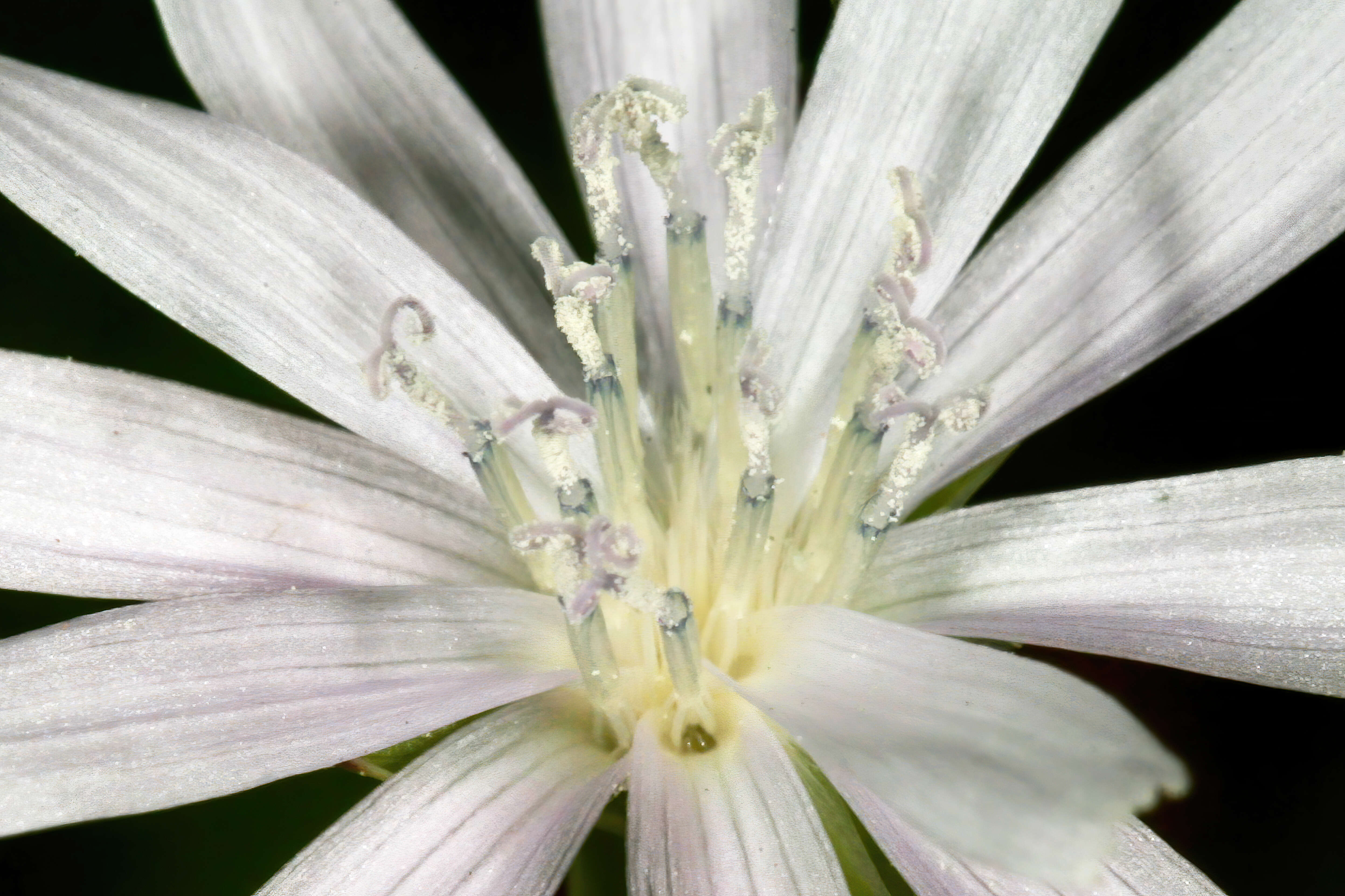 Image of wild lettuce