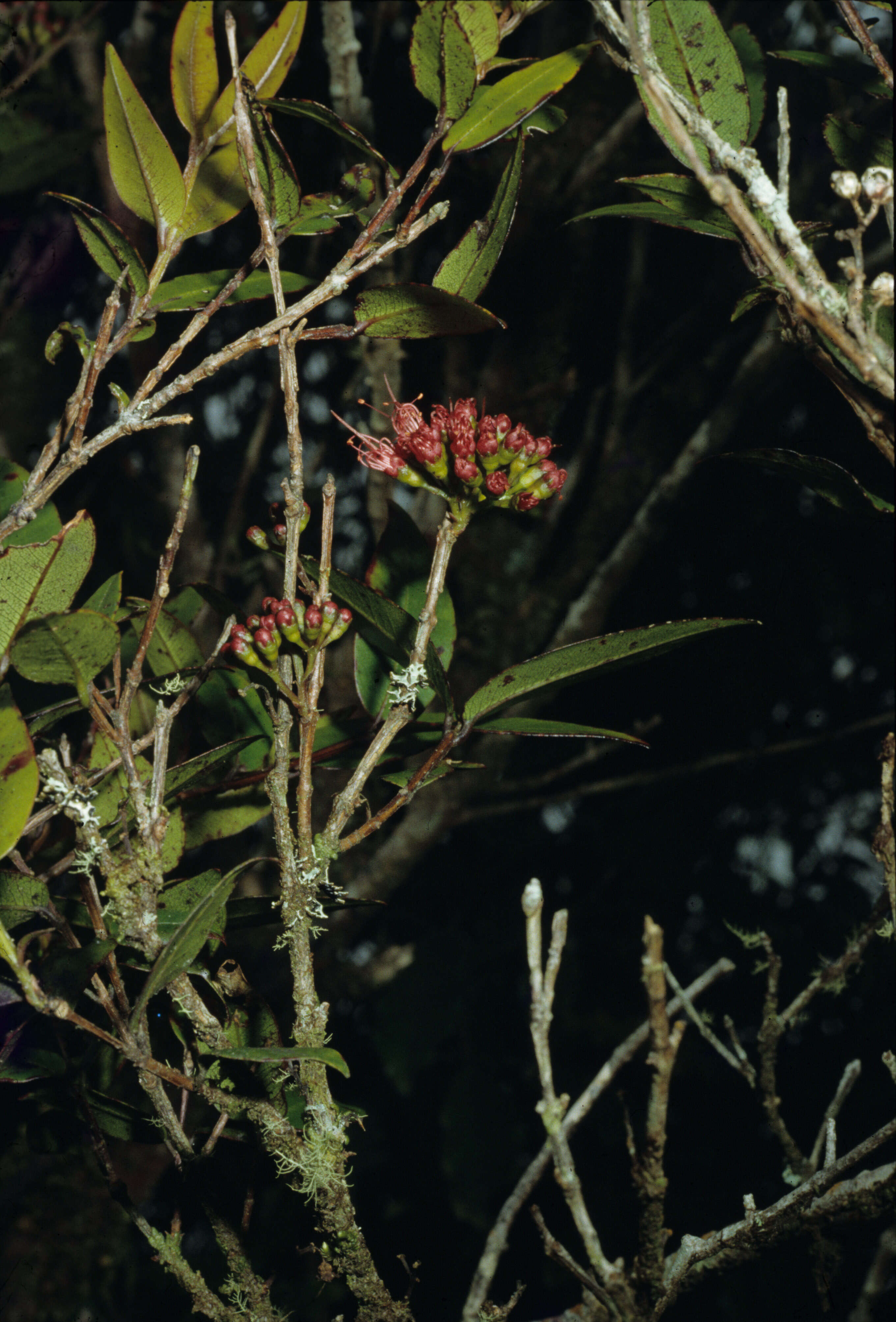 Image of Parkinson's Rata