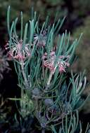 Image of Isopogon scabriusculus Meissn.