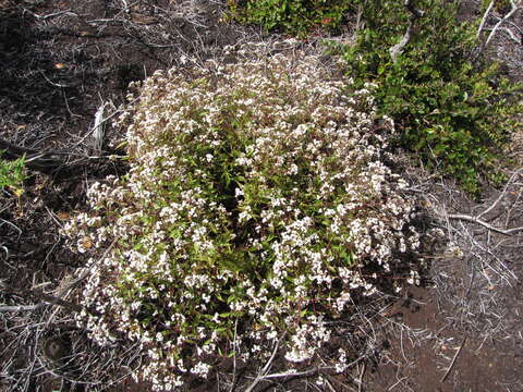 صورة Ageratina riparia (Regel) R. King & H. Rob.