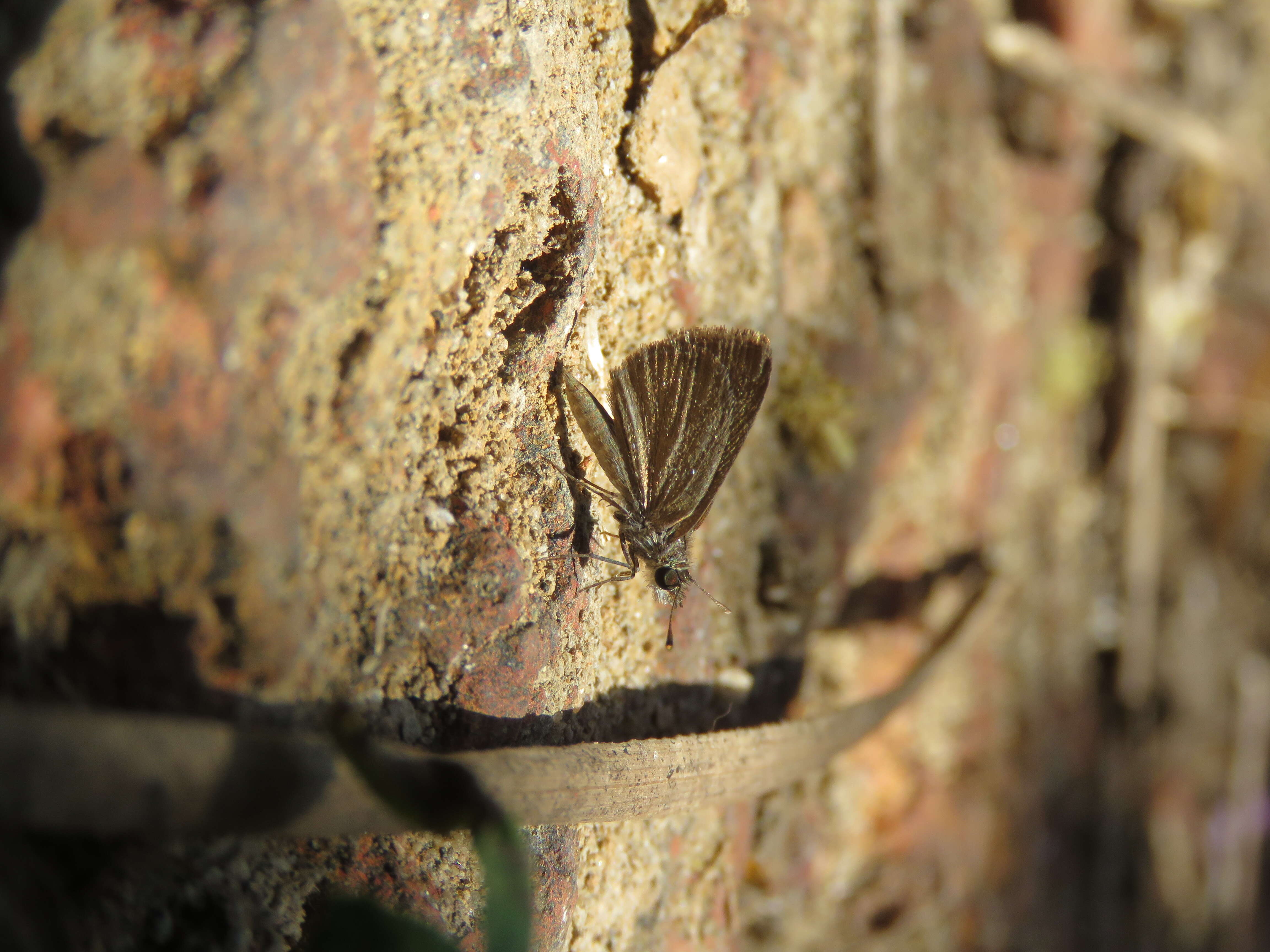 Image of Pygmy Scrub-hopper