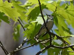 Image of Cerulean Warbler