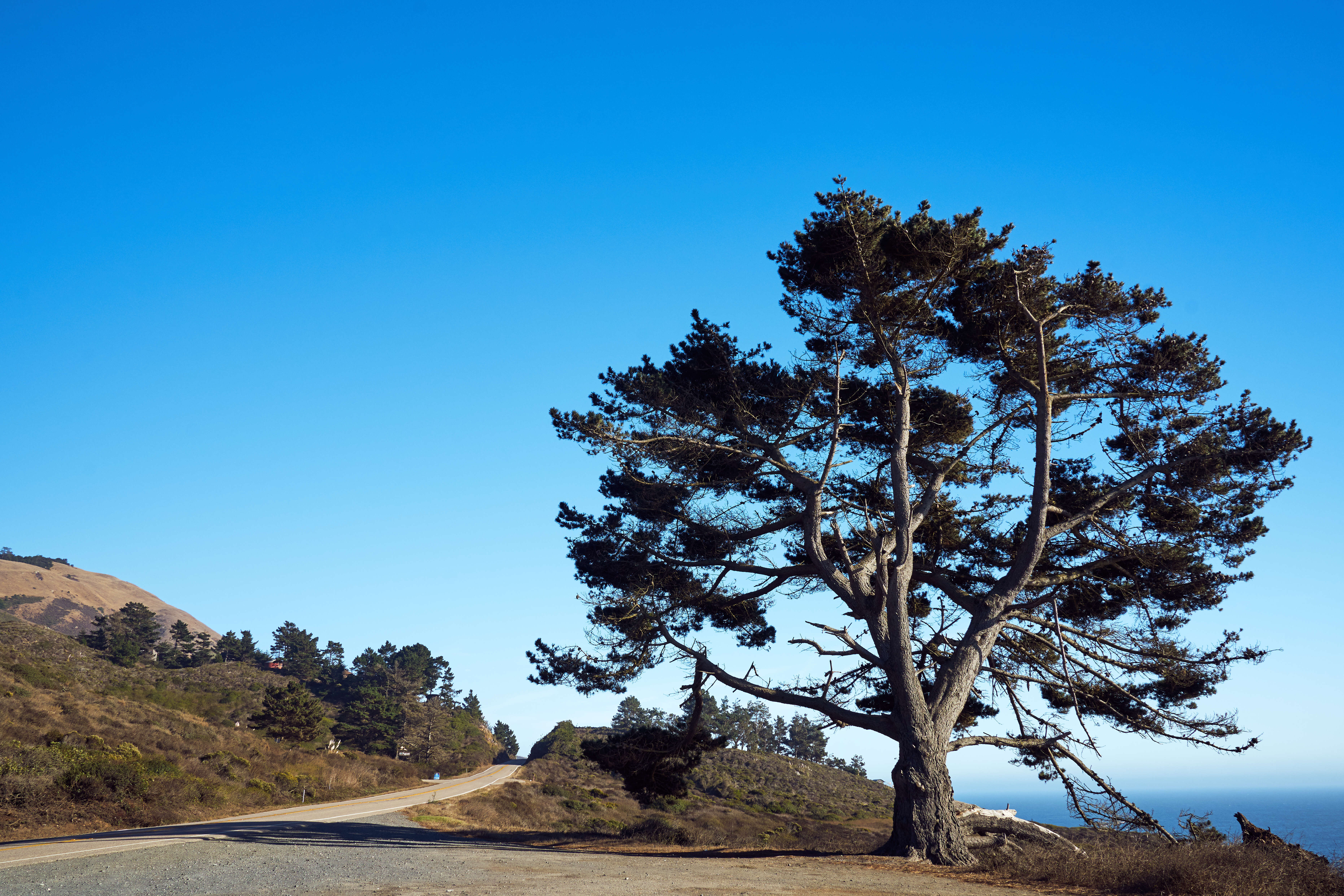 Image of Cedros Island Pine