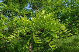 Image of Chinese honeylocust