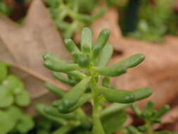 Image of White Stonecrop