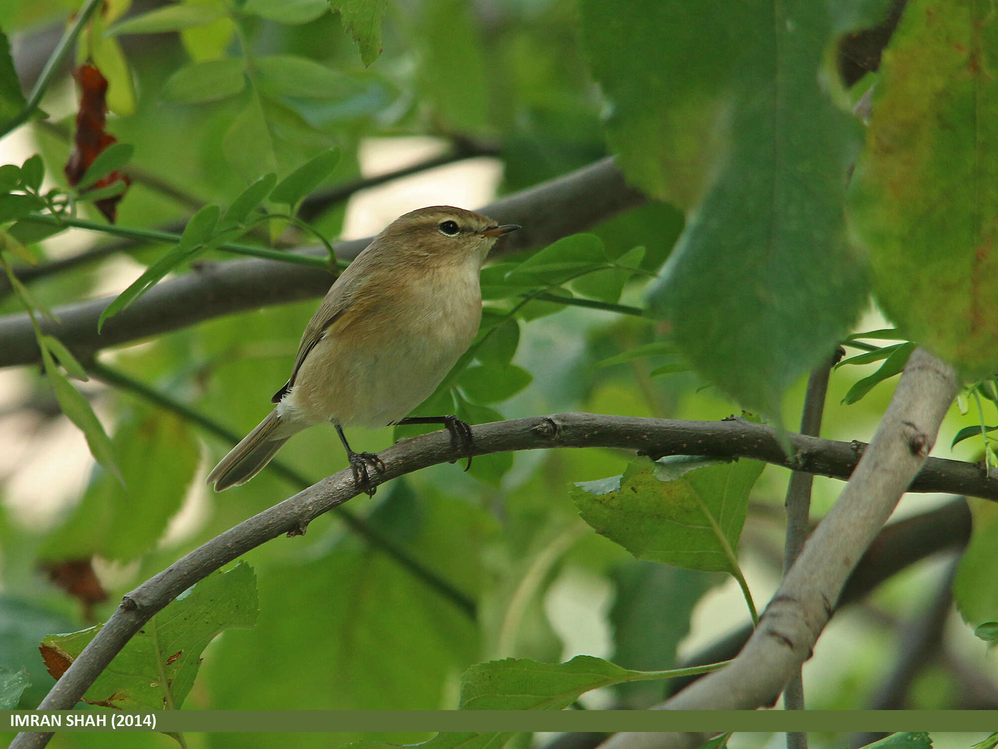 Acrocephalus concinens (Swinhoe 1870) resmi