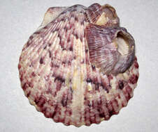 Image of Atlantic Calico scallop