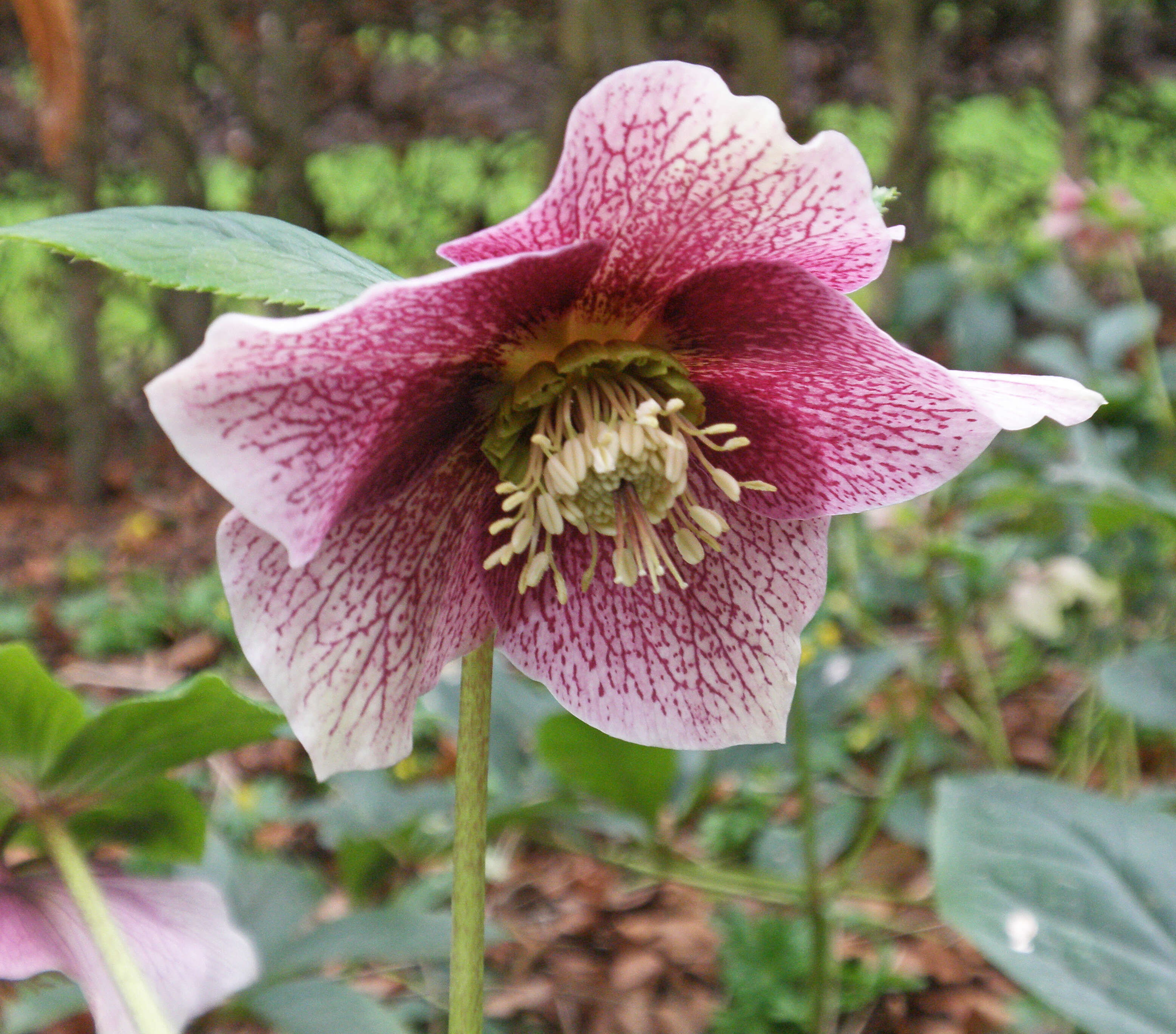 Image of Hellebore