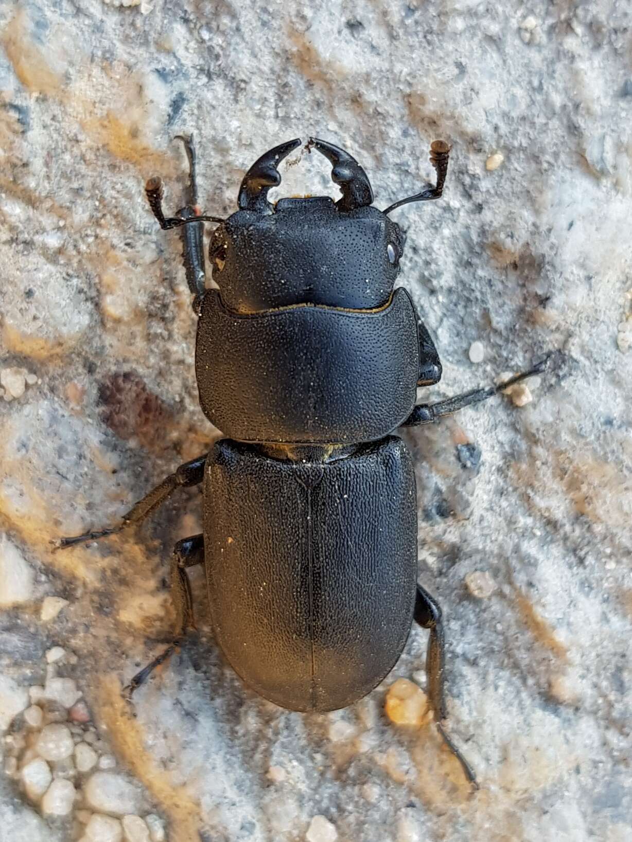 Image of Dorcus parallelipipedus (Linnaeus 1758)