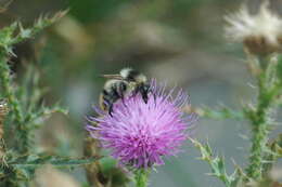 Image of Shrill carder bee