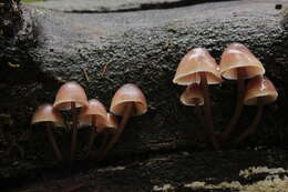 Image of Mycena haematopus (Pers.) P. Kumm. 1871