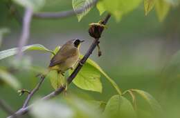 Geothlypis trichas (Linnaeus 1766) resmi