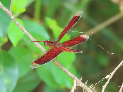 Image of Neurothemis taiwanensis Seehausen & Dow 2016