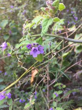 Image of Prostanthera incana A. Cunn. ex Benth.