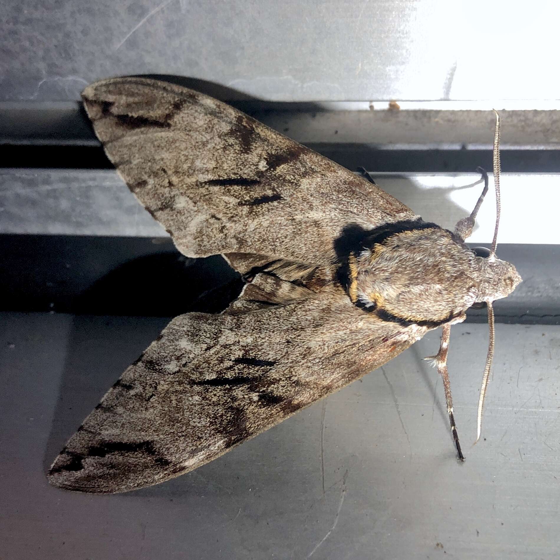 Image of Gray hawk moth