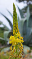 Image of Bulbine alooides (L.) Willd.