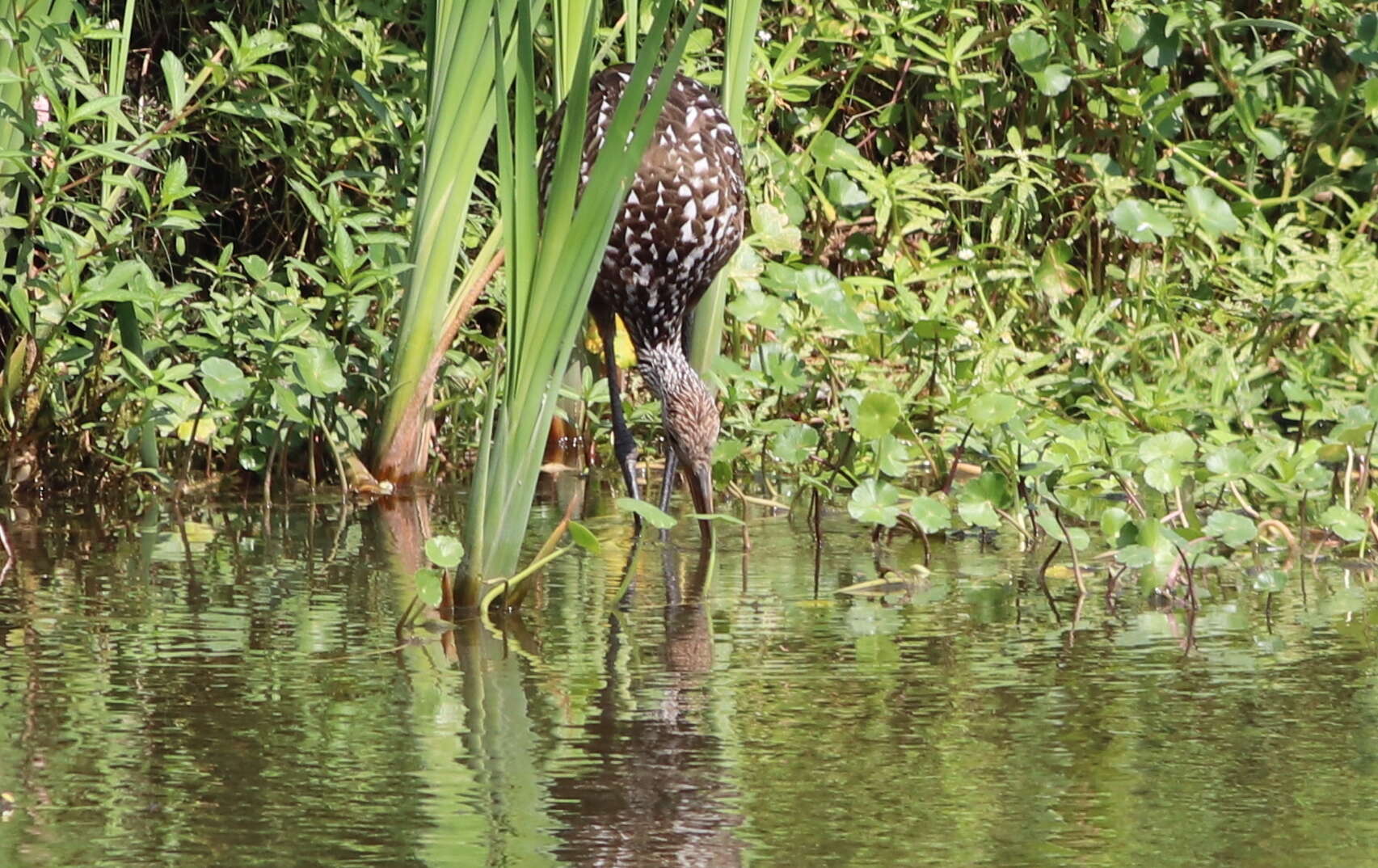 Image of limpkins