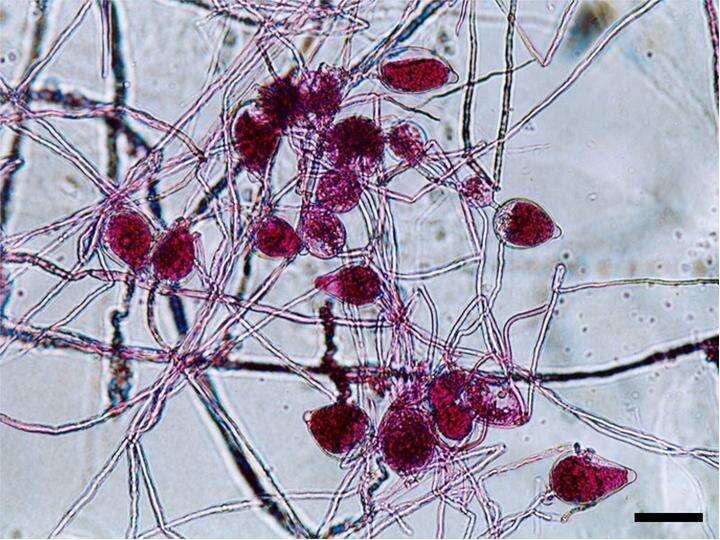 Imagem de Phytophthora parasitica