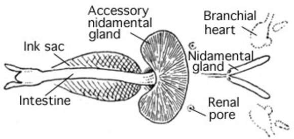 Plancia ëd Chtenopteryx Appellöf 1890