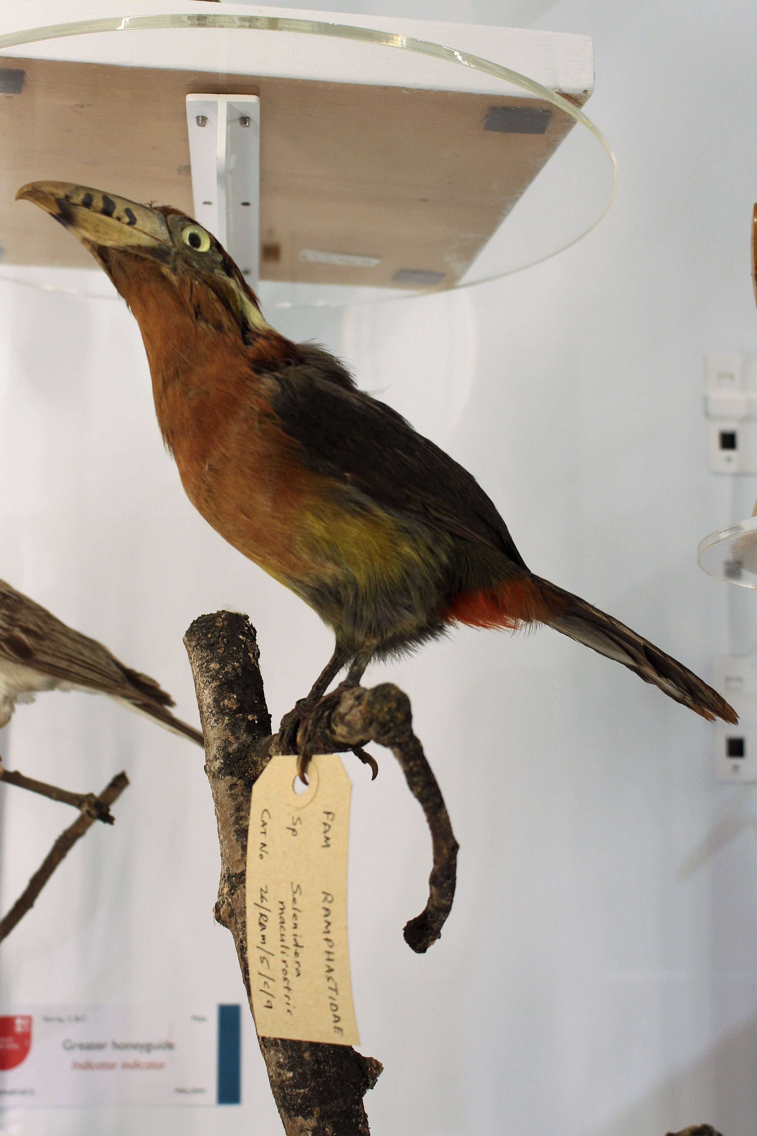 Image of Spot-billed Toucanet