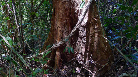 Imagem de Parkia pendula (Willd.) Walp.