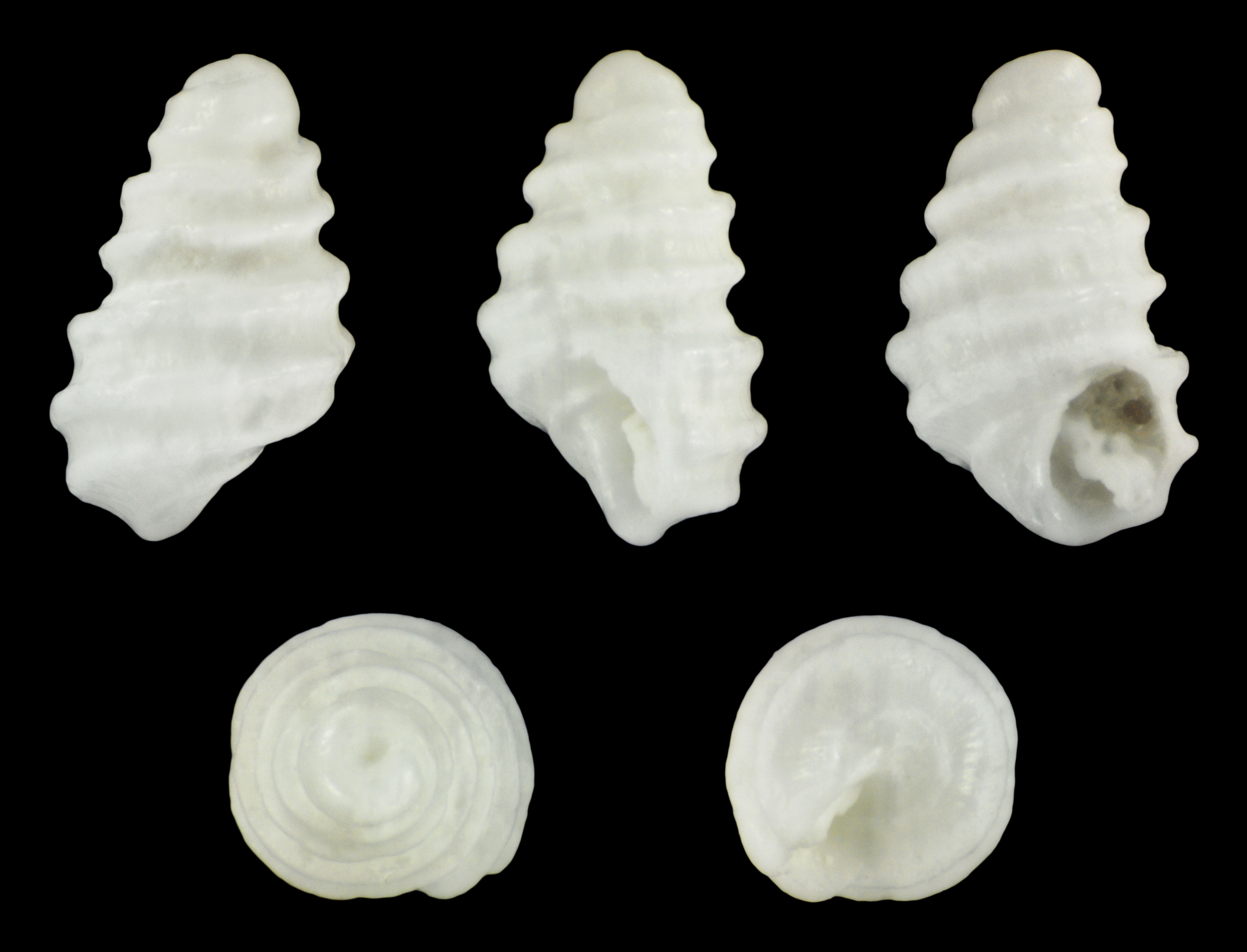 Image de Pseudoscilla babylonia (C. B. Adams 1845)