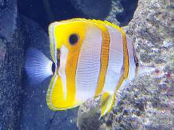 Image of Banded Longsnout Butterflyfish