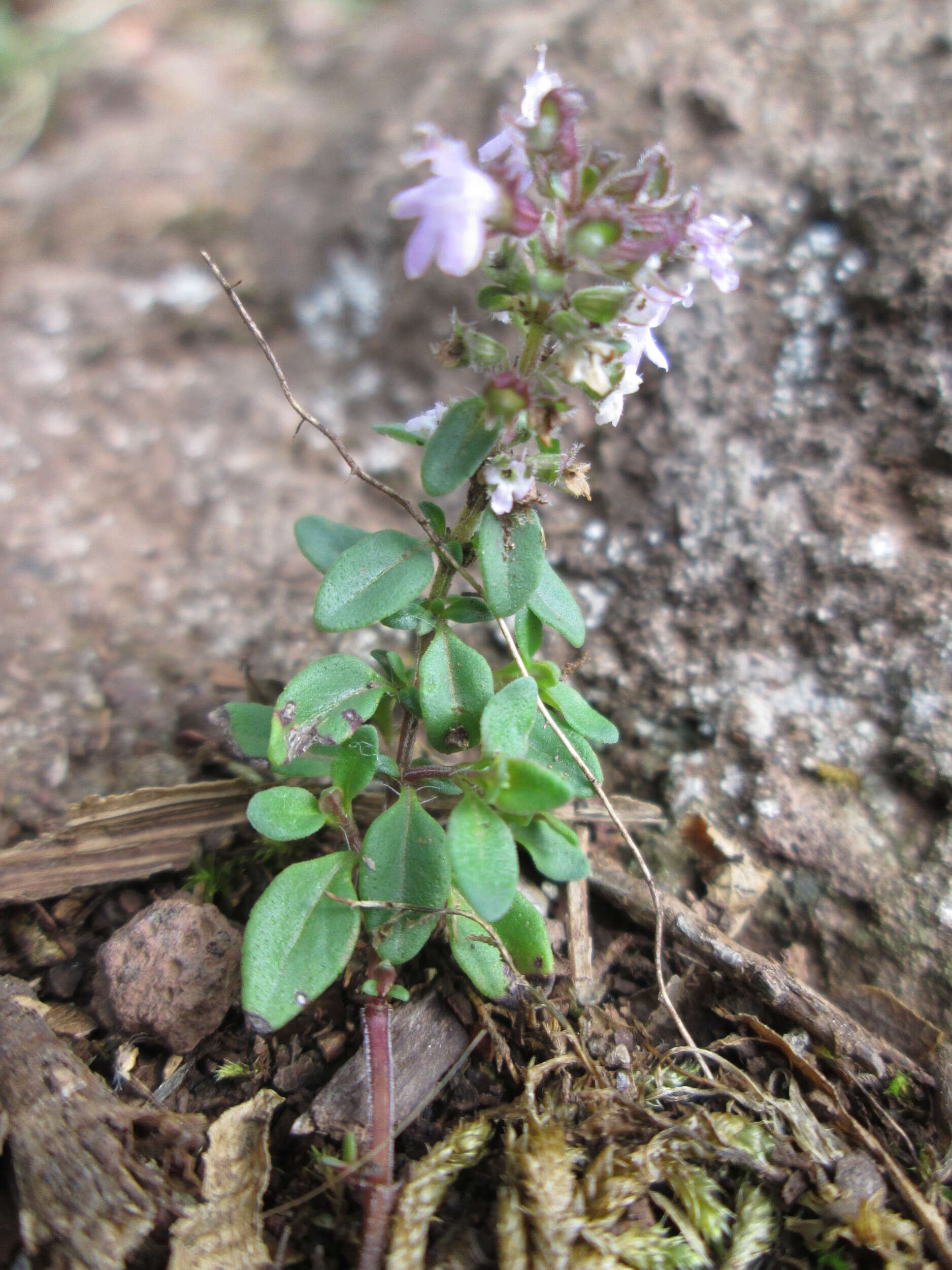 صورة Thymus praecox Opiz