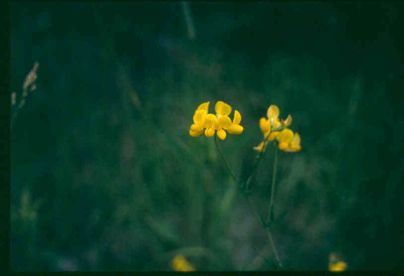 Image of Common Bird's-foot-trefoil