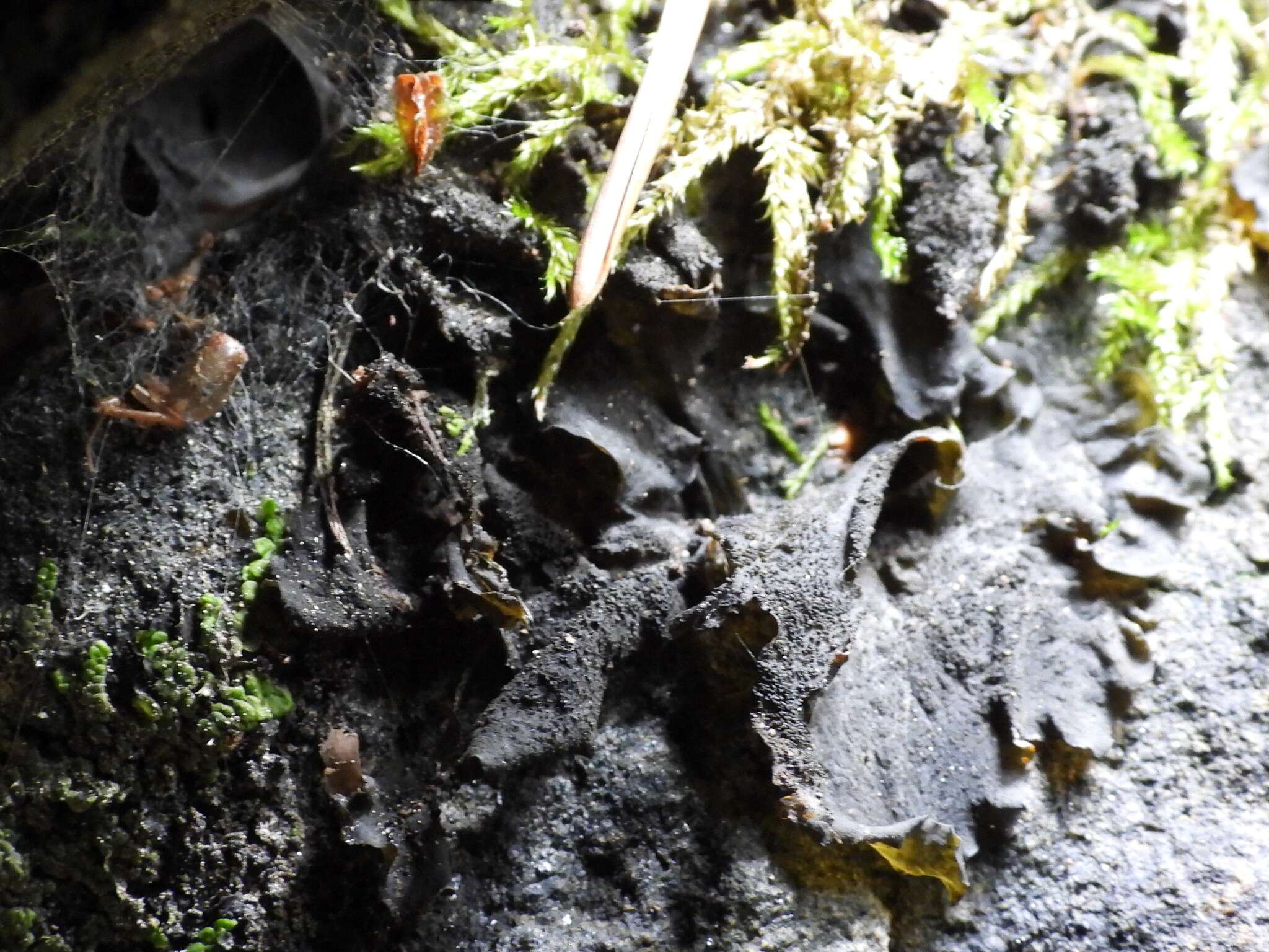 Image of jelly lichen