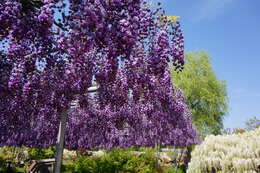 Plancia ëd Wisteria floribunda (Willd.) DC.