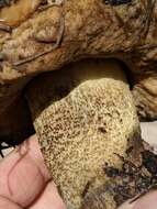 Image of Leccinum manzanitae Thiers 1971